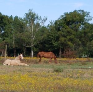 Meet your Posher, Antonia